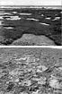 South–central margin of Low Isles Reef in 1928 (top), when the area was part of an extensive moat system that supported scleractinian coral colonies (Yonge, 1930) and in 2002 (bottom), with now-dead branching and digitate coral colonies eroded to level of (dead) microatolls and overlain by mud, coarse sand, and shingle.